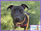 Adopt ARIES (AKA ZEUS #4) a Black American Pit Bull Terrier / Mixed dog in