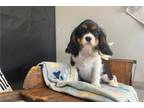 Cavalier King Charles Spaniel Puppy for sale in Fort Wayne, IN, USA