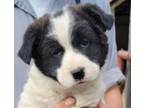Adopt Tennessee-AVAILABLE NOW! a Border Collie