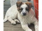 Adopt Georgia-AVAILABLE NOW! a Australian Shepherd, Border Collie