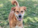 Adopt OZZY a Red/Golden/Orange/Chestnut - with White Mixed Breed (Medium) /