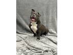 Adopt Candy a Staffordshire Bull Terrier