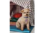 Adopt Cashew a Poodle