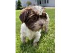 Adopt San Matteo a White - with Brown or Chocolate Shih Tzu / Mixed dog in New