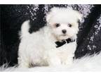 Maltese Puppy for sale in Fort Wayne, IN, USA