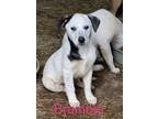 Adopt Bramble a Australian Cattle Dog / Blue Heeler, Catahoula Leopard Dog