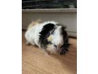 Adopt Marsh and Mallow GUINEA PIGS a Guinea Pig