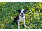 Boston Terrier Puppy for sale in Springfield, MO, USA