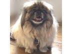 Adopt Bella has been ADOPTED! a Pekingese