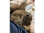 Adopt Samwell a Tan or Fawn Tabby Domestic Shorthair / Mixed (short coat) cat in