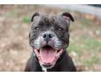 Adopt Ruby (In Foster) a Mixed Breed, American Staffordshire Terrier