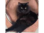 Adopt Gomez a All Black Domestic Longhair / Mixed cat in Jupiter, FL (38213970)