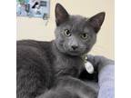 Adopt Poppy a Gray or Blue Domestic Shorthair / Mixed cat in Huntsville