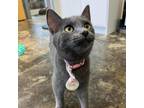 Adopt Iris a Gray or Blue Domestic Shorthair / Mixed cat in Huntsville