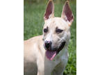 Adopt Leonard a Tan/Yellow/Fawn American Pit Bull Terrier / Mixed dog in