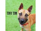 Adopt Tiny Tim a Belgian Malinois dog in Mooresville, NC (38235135)