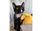 Adopt Leon a Black & White or Tuxedo Domestic Shorthair (short coat) cat in