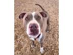 Adopt MAZY a Pit Bull Terrier, Mixed Breed