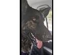 Adopt Olive a Dutch Shepherd