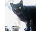 Adopt Advanced Diploma a All Black Domestic Shorthair / Mixed cat in Gloucester