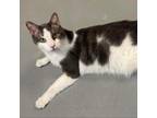 Adopt Louis FKA Beamer (Declawed) a Gray or Blue Domestic Shorthair / Mixed cat