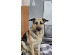 Adopt JEWELS a German Shepherd Dog, Mixed Breed