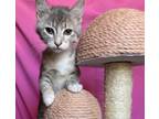 Adopt Pokie a Gray, Blue or Silver Tabby Domestic Shorthair (short coat) cat in