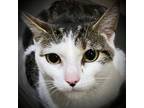 Adopt Ariel a Domestic Short Hair