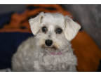Adopt Lady a Brindle Schnauzer (Miniature) / Mixed (short coat) dog in Colorado