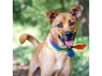 Adopt Lucy a Tan/Yellow/Fawn Mixed Breed (Large) / Mixed dog in West Olive