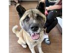 Adopt Maine a White - with Tan, Yellow or Fawn Akita / Mixed dog in Plainfield