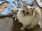 SWEET Loving Ragdoll Kittens SALE