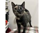 Adopt Carly a All Black Domestic Mediumhair / Mixed cat in Livingston