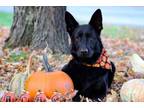 Adopt Rowzee a German Shepherd Dog