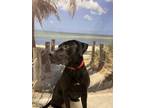Adopt Rocky a Black Mixed Breed (Large) / Mixed dog in Key West, FL (38373541)