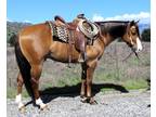 6 Year Old 15.1 Hand Red Dunn Gelding ***Video***