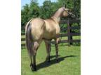 3 year old AQHA grullo filly