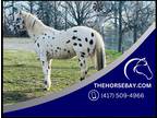 Kid Friendly Registered Leopard Appaloosa Gelding - Available on [url removed]