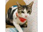 Adopt Shay a White Domestic Shorthair / Mixed cat in Fort Lauderdale