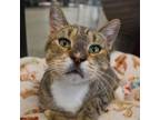 Adopt Love Muffin a Brown or Chocolate Domestic Shorthair / Mixed cat in West