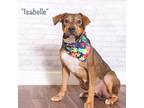 Adopt Isabelle a Brown/Chocolate Shepherd (Unknown Type) / Labrador Retriever /