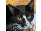 Adopt Mary Ann a Domestic Short Hair