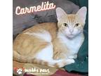 Adopt Carmelita a Domestic Shorthair / Mixed (short coat) cat in Council Bluffs