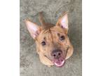 Adopt Bebop A41 ADOPTED a American Staffordshire Terrier