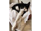 Adopt Jubilee a Domestic Short Hair