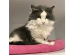 Adopt Aubree a Domestic Long Hair