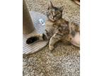 Adopt Patsy a Tabby, Domestic Short Hair