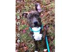 Adopt Janice Yrly 68 a Pit Bull Terrier