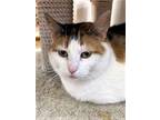 Adopt Amaretto a Domestic Short Hair