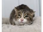 Adopt Deborah a Domestic Short Hair